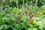 Dark pink astrantias in a border with hostas