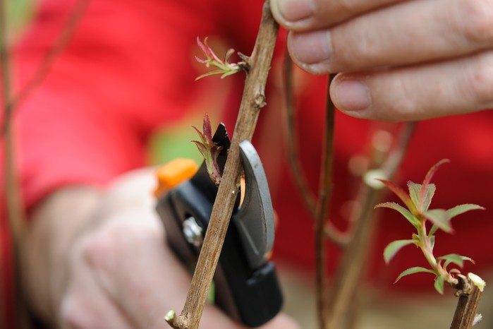 How to prune your plants - pruning above a shoot