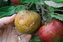 An apple affected by brown rot