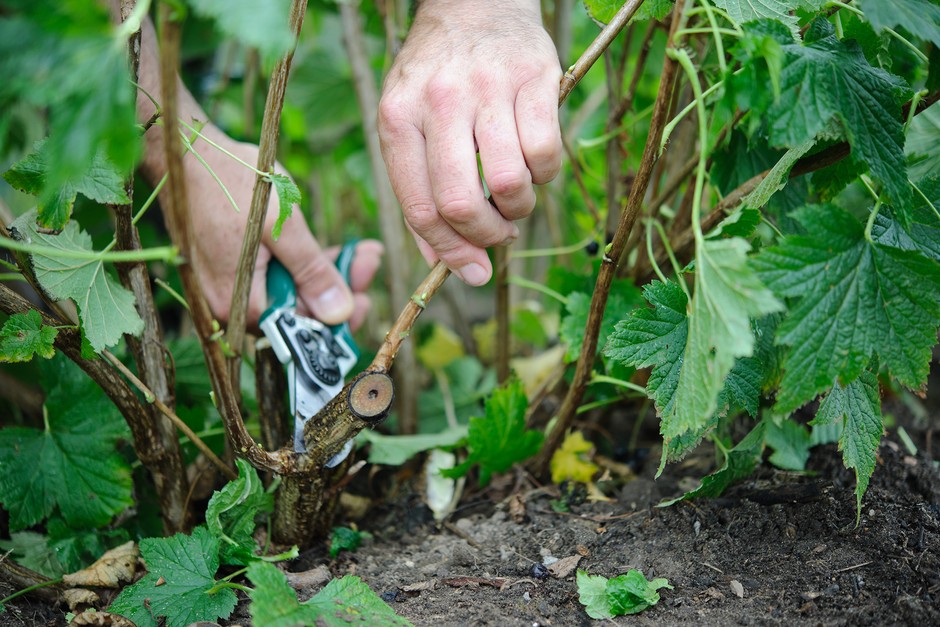 How to prune your plants