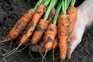 Harvesting carrots