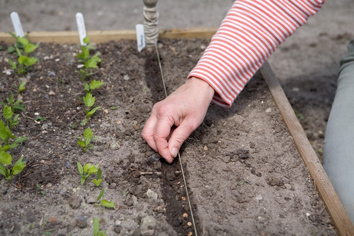 Sowing parsnips seeds