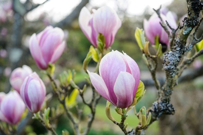 Magnolia x soulangeana 'Alexandrina'