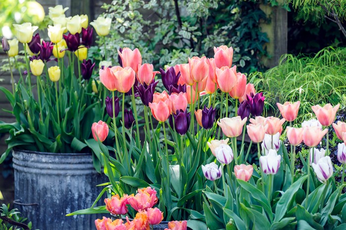 Tulips in pots