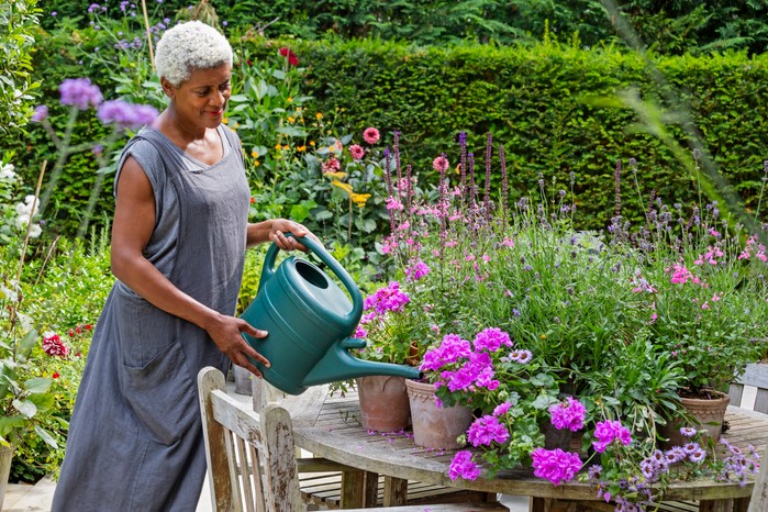 Arit watering geranium