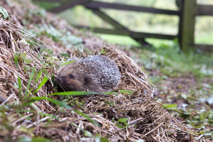 Avoid turning the compost heap to avoid disturbing hibernating hedgehogs. Sarah Cuttle