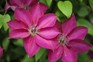 Clematis 'Bourbon'