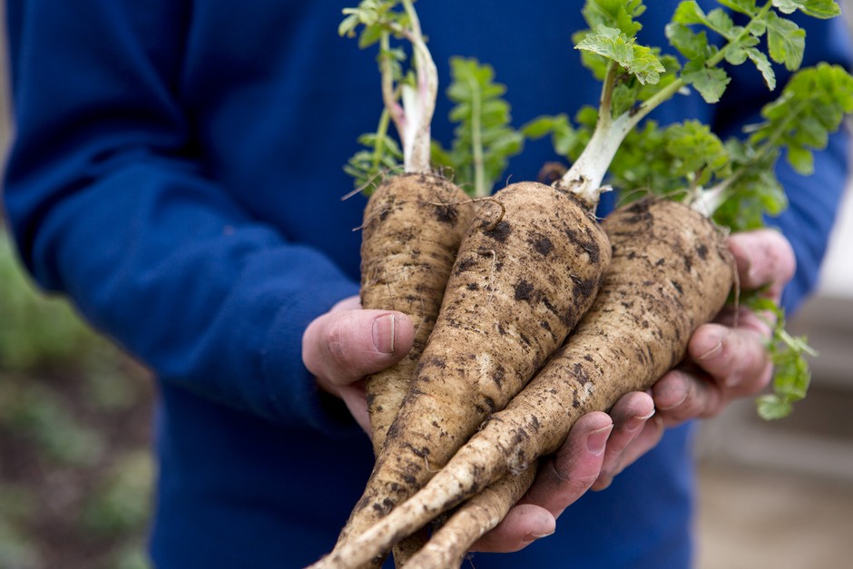 Freshly harvested parsnips