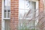 Graceful, tall miscanthus fronds screening a window