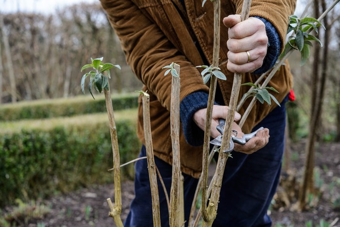 How to prune your plants - pruning straight