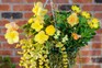 Begonia and osteospermum hanging basket