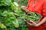 How to grow runner beans