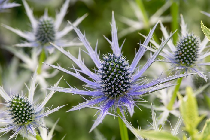 Eryngium x zabelii 'Big Blue'