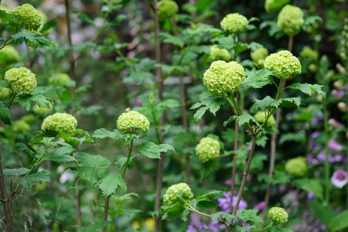 Guelder rose Viburnum opulus