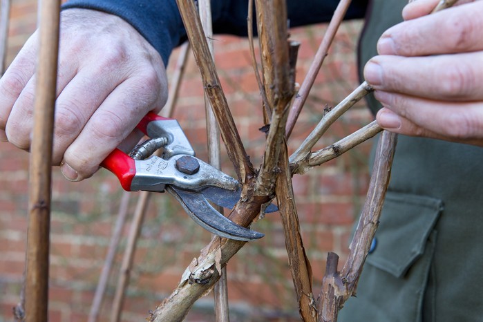 How to prune your plants - removing crossing stems