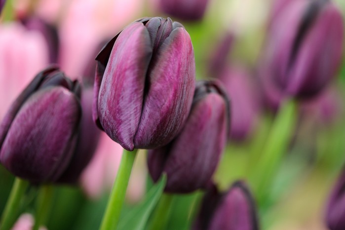 Tulipa 'Queen of Night'