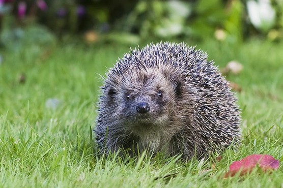 Hedgehog in the garden. Paul Debois