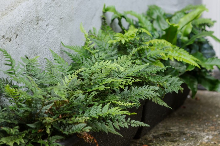 Container-grown ferns growing in a shady spot