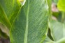 Pale streaks and spots on a canna leaf caused by canna virus