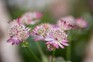 Best astrantias to grow - Astrantia 'Claret'