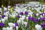 Crocus and daffodils naturalised in grass