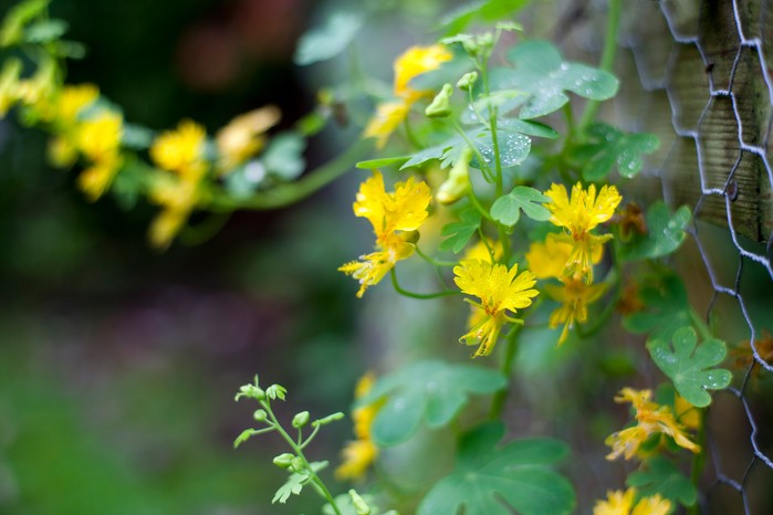 Canary creeper (Tropaeolum peregrinum)