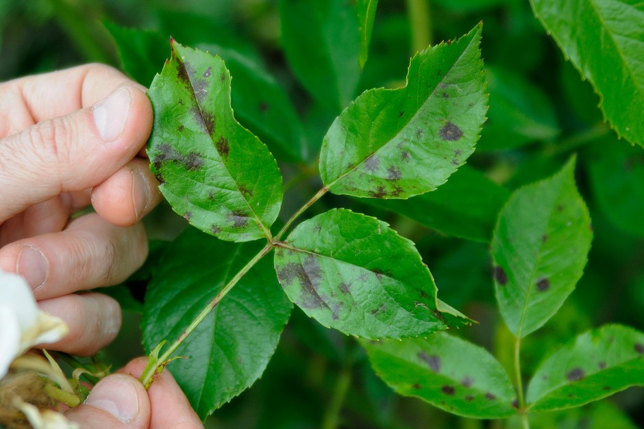 Rose leaves marked with blotches of black spot