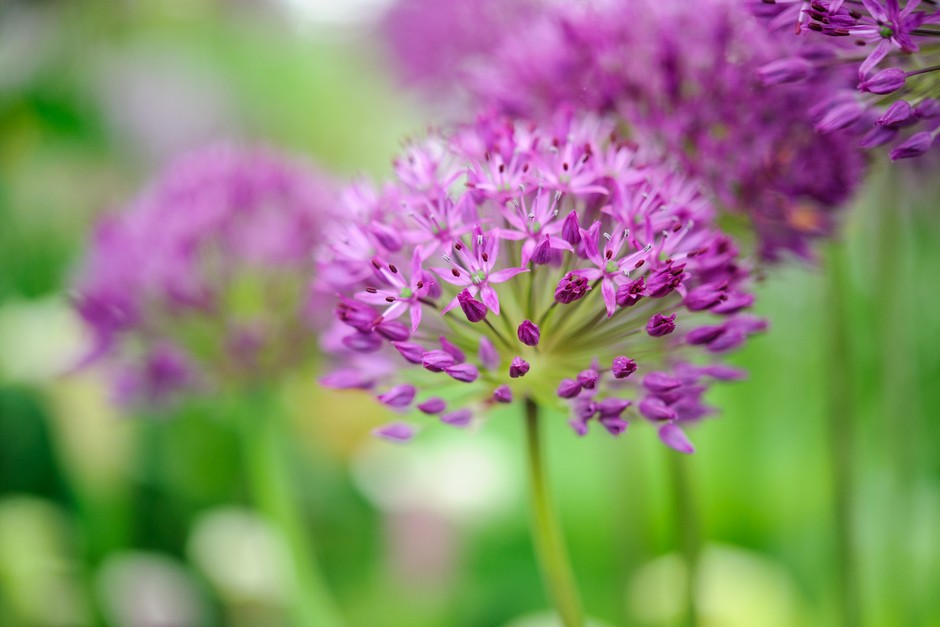 Allium hollandicum 'Puprle Sensation'