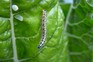 A caterpillar on a leaf that it has eaten holes in.