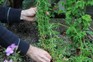 Gathering a clump of cleavers/stickyweed from a border