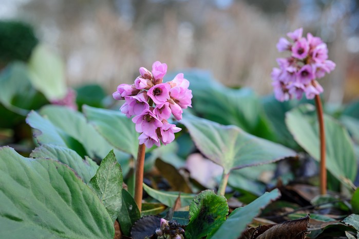 Bergenia x schmidtii