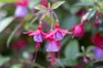 How to take fuchsia cuttings