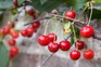 How to grow cherries