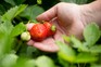 How to grow strawberries – picking a ripe strawberry