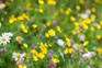 Buttercup, daisy and clover flowers in a lawn