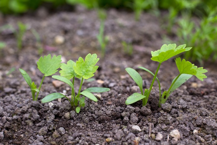 Parsnip seedlings