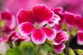 Pink pelargonium flowers