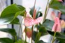 A houseplant in bloom