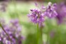 Best alliums to grow - Allium cyathophorum var. farreri