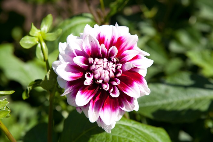 Dahlia 'Rothesay Reveller'