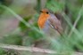 A robin perched in a garden