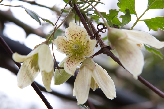 clematis-cirrhosa-5