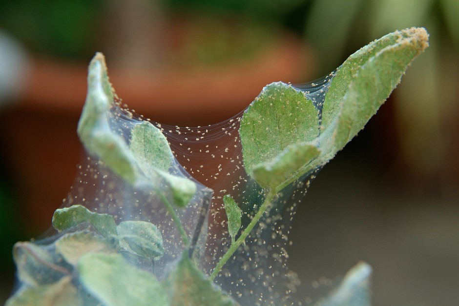 Red spider mites and webbing visible on plant leaves