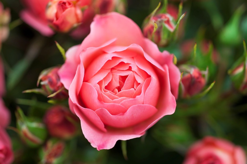 How to plant a bare-root rose