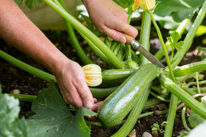 Harvesting courgettes