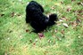 A dog urinating on a lawn