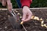 Planting onions in a row