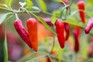 Red chillies on plant