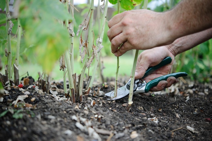 Cutting back flowered raspberry canes