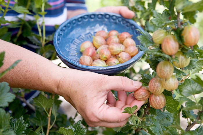 Gooseberries